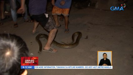 Sawa, nahuli sa Estero de Maypajo sa Tondo, Maynila | UB