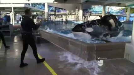 Tilikum está muy enferma