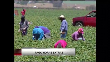 Propuesta pago por horas extras en industria agrícola