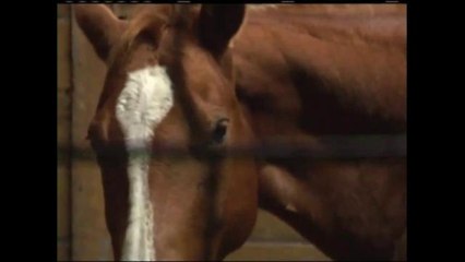 Una terapia alternativa en la naturaleza para condiciones médicas