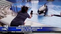 SeaWorld To End Breeding Of Orcas In Captivity