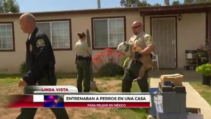 Al descubierto una Red  de Operadores de perros  de pelea