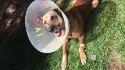 El oficial canino Nicky muere en un enfrentamiento contra un sospechoso