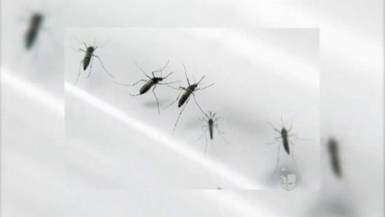 Buscan prevenir proliferación de mosquitos.