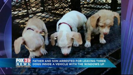 Father and son arrested for leaving three puppies inside a hot vehicle