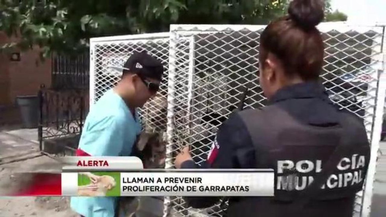 Campañas de prevención para prevenir plaga de garrapatas