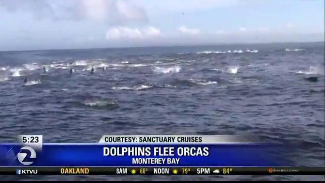 DOLPHIN STAMPEDE CAUGHT ON CAMERA