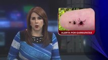 Alerta por garrapatas otro niño es atendido por picadura.