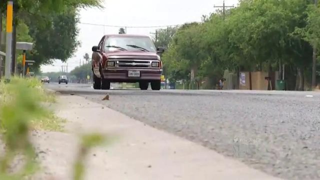 Alertan a las autoridades locales sobre la presencia de abejas africanas en Cameron