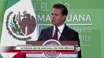 Autorizan en México Uso de Marihuana con Fines Médicos.