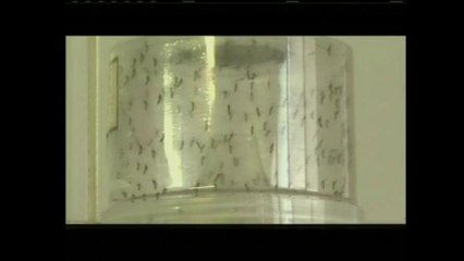 Propagación del Zika preocupa a autoridades