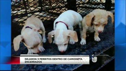 Dejan a Tres Perritos Encerrados en una Camioneta