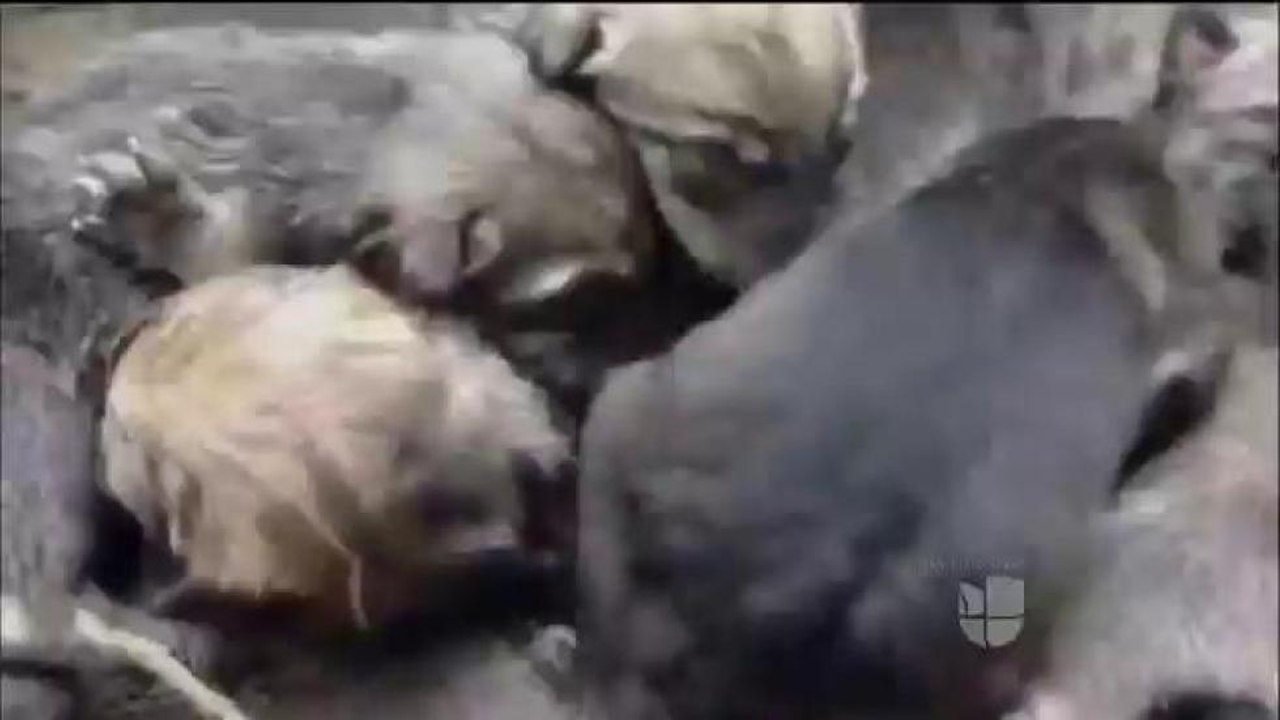 Crias de lobos mexicanos criadas en captividad han sido introducidas a la fauna nuevo mexicana