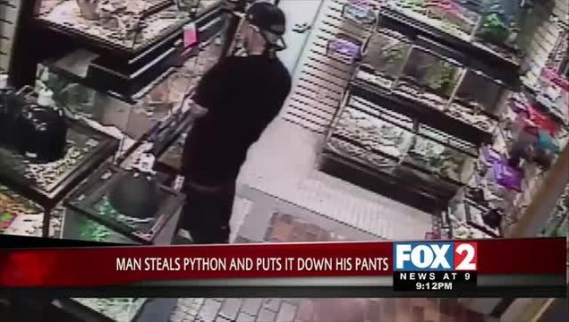 Caught on Camera: Man Attempts to Steal Python, Stuffs Snake down Pants