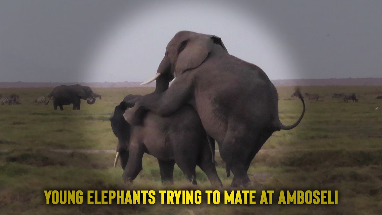 'Photographer catches 'Love-Struck' young elephants trying to mate in Amboseli National Park '