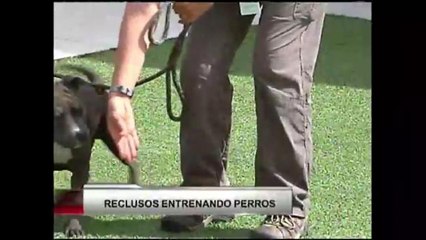 Reclusos de la prisión de Soledad entrenan perros