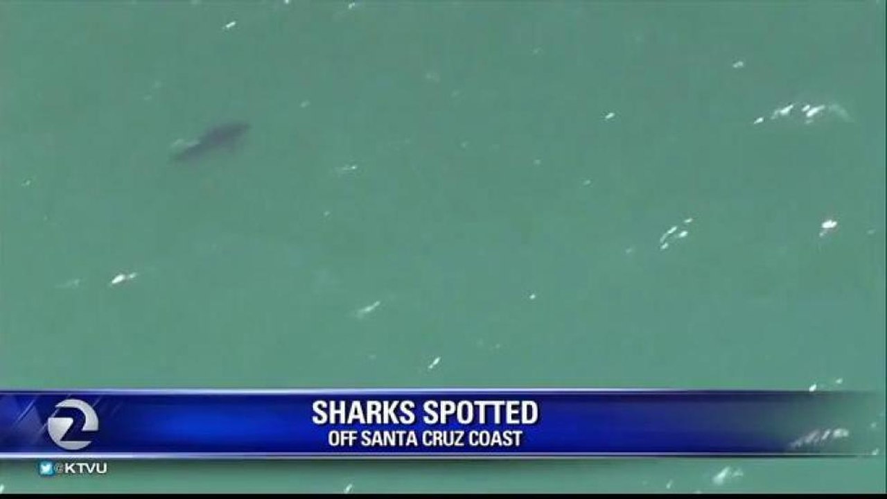 GREAT WHITE SHARKS SPOTTED OFF OF SANTA CRUZ COAST