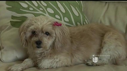 Mascotas deben tener un sistema de enfriamiento