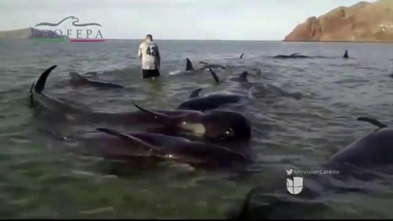 Mueren Ballenas Varadas en Costas de Baja California