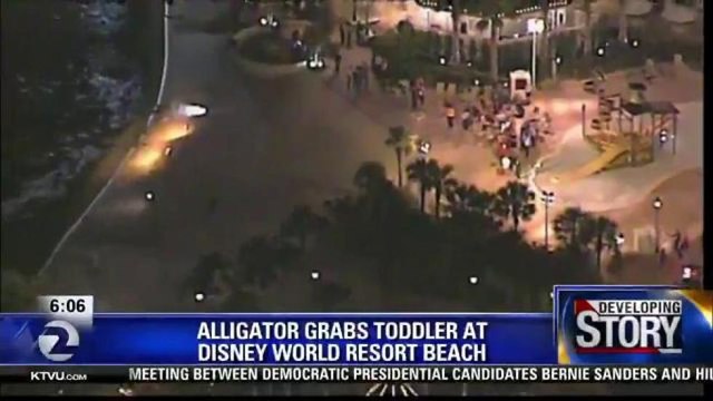 ALLIGATOR SNATCHES TODDLER AT DISNEY WORLD RESORT BEACH