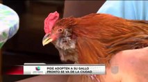 Buscan familia adoptiva para un gallo que no tiene patas