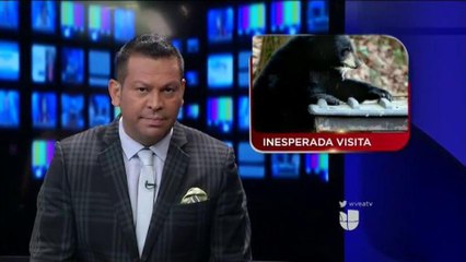VIDEO: Oso negro visita un hogar en Tampa