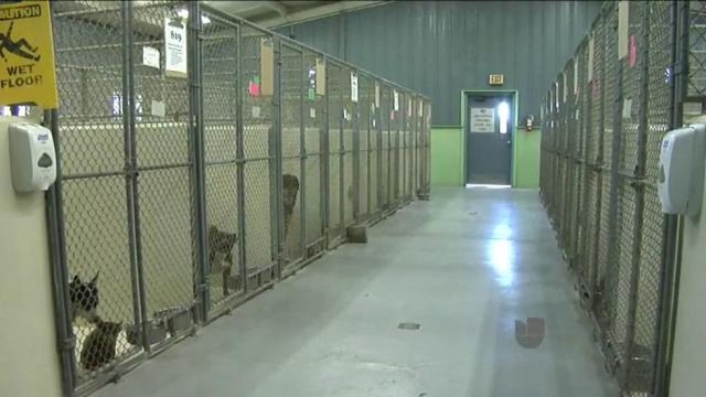 Gracias a la respuesta de la comunidad, decenas de animales fueron salvados de ser sacrificados.