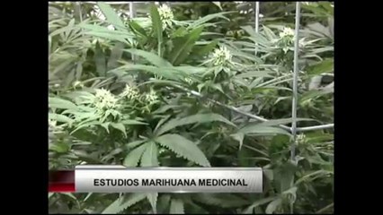 VIDEO: Proyecto de ley a nivel federal hace un llamado al estudio del cannabis