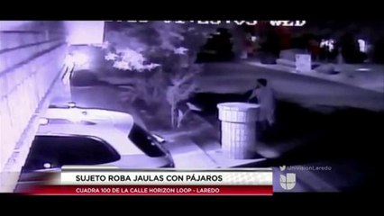 Individuo se Roba Jaulas con Pájaros