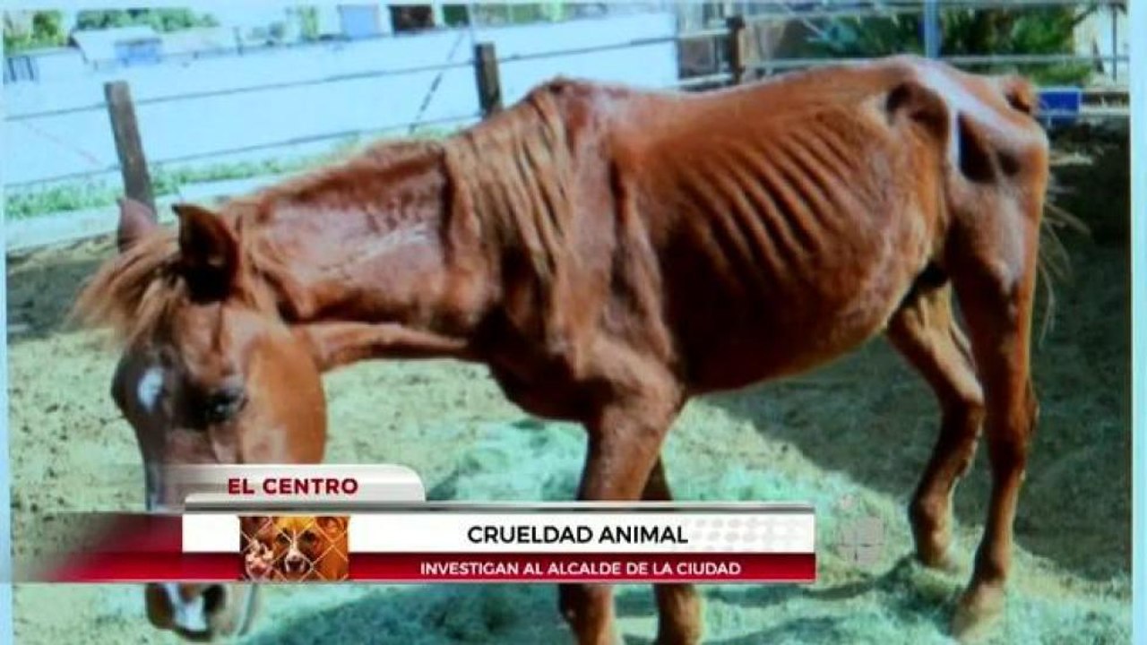 Abuso animal.