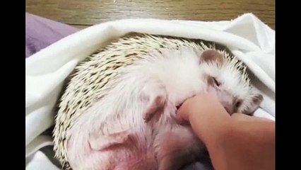 かわいいハリネズミの生活