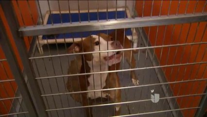 Campaña de vacunación.