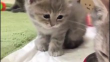 猫のかわいいシーンまとめ