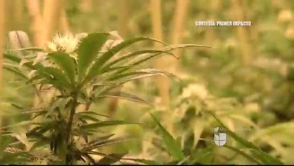 Reportaje Especial "Alternativa Verde"