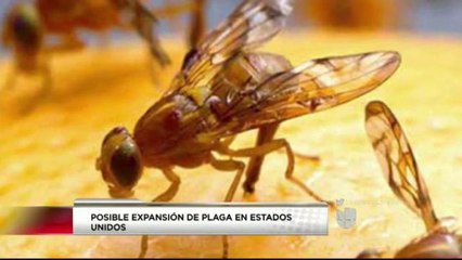 Emiten alerta ante posible  llegada de "La mosca Mexicana"