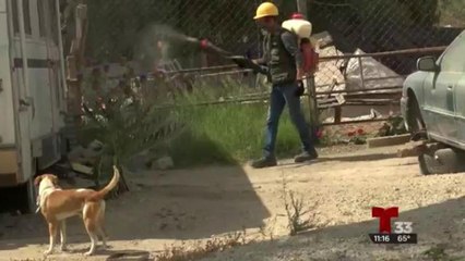 Se duplica el reporte de garrapatas en Tijuana, temen presencia de Rickettsia