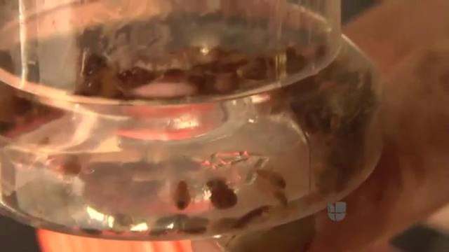 Se reportan casos de plagas de chinches en Odessa