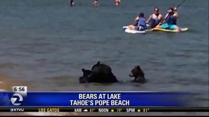 TAHOE BEACH GOERS SHARE WATER WITH BEAR FAMILY