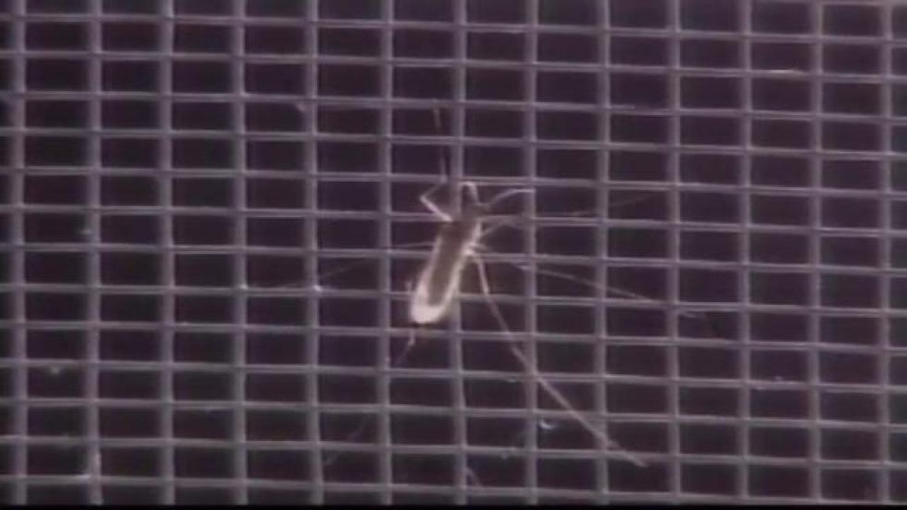 Ofrecen recomendaciones contra el virus del Nilo y Zika