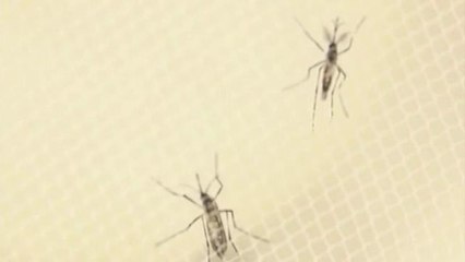 Alertan a la comunidad por segundo caso de Zika en El Paso