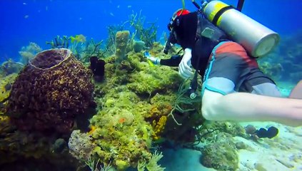 VIDEO: Sea Life Turtle