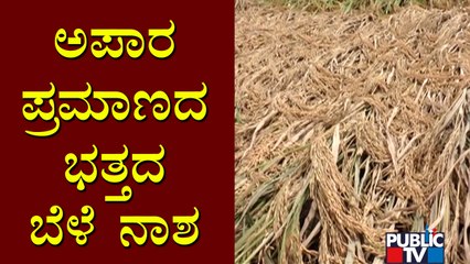 Heavy Rains Damage Paddy Crop In Harihara Taluk, Davangere