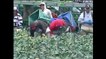VIDEO: Senado en pleno aprueba proyecto de ley para el pago de horas adicionales a trabajadores agrí