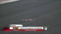 Alerta por presencia de víboras