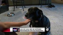 VIDEO: Consejos para viajar con sus mascotas en el auto