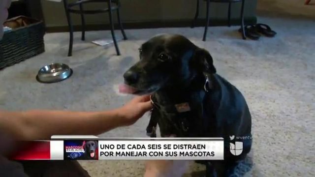 VIDEO: Consejos para viajar con sus mascotas en el auto