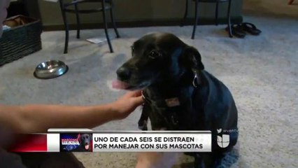 VIDEO: Consejos para viajar con sus mascotas en el auto