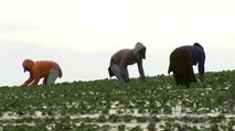 Avanza propuesta para el pago justo a trabajadores agricolas