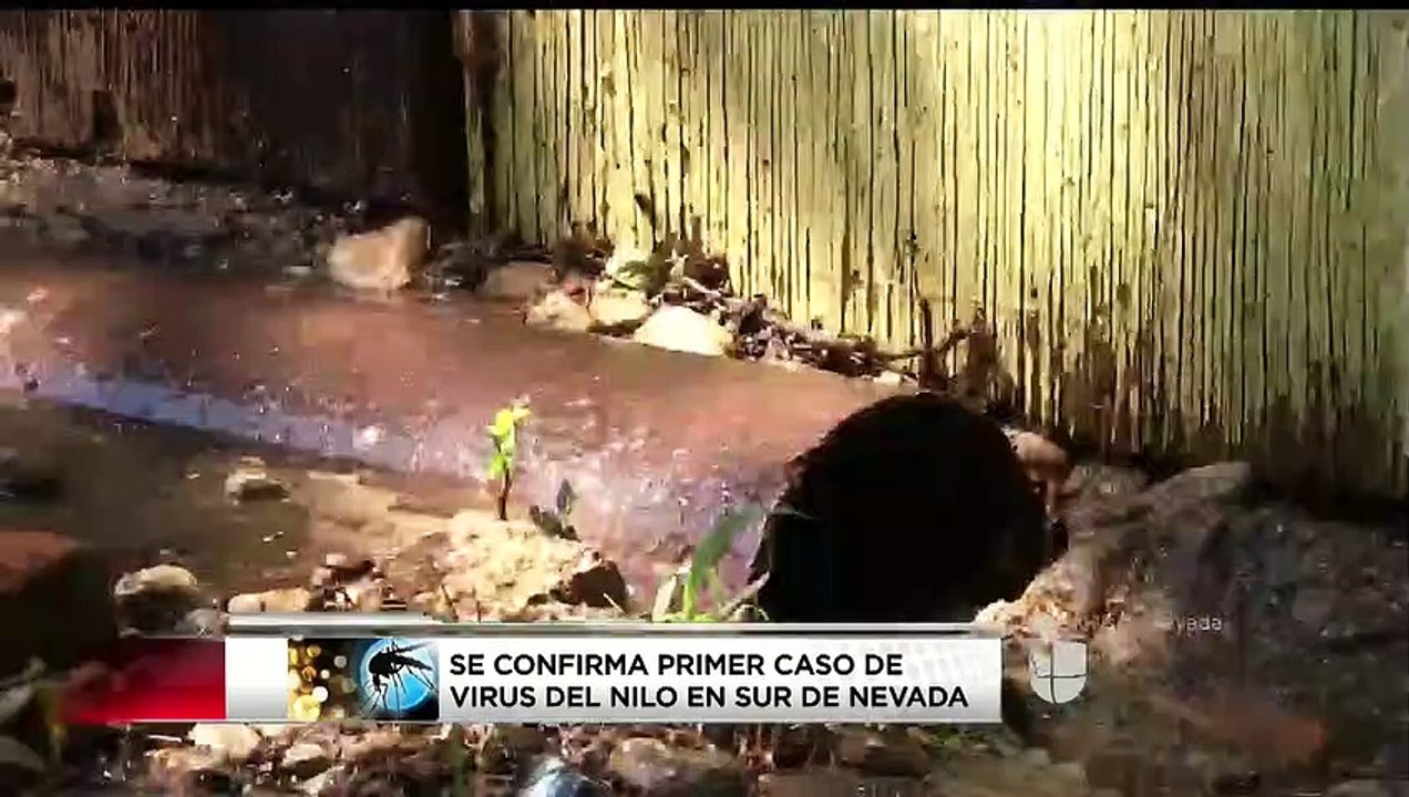 Peligro por mosquitos y albercas sucias ante enfermeades