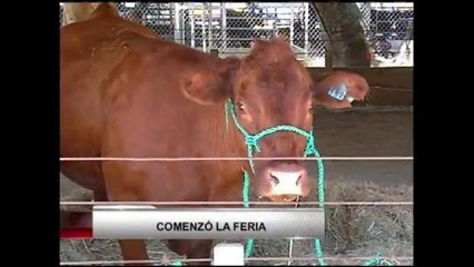 VIDEO: Comenzó la feria del condado de Monterey donde se exhiben más de doscientos animales